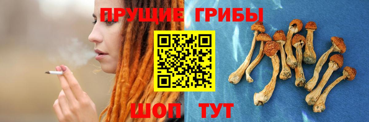 Псилоцибиновые грибы Cubensis Курск